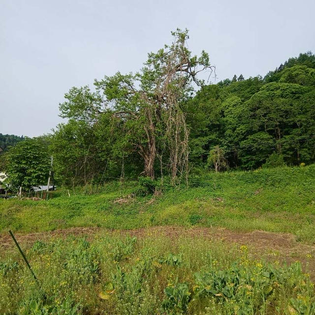 付き添いヘルパー　出張お泊まり　3日め