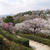 中山寺梅林へ再び#今年の梅の写真