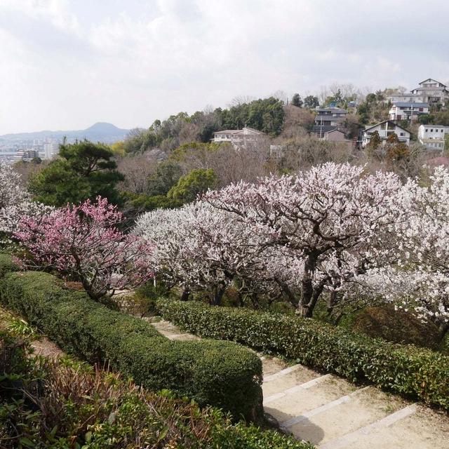 中山寺梅林へ再び#今年の梅の写真