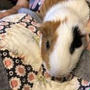 ぼんさん　虹の橋を渡りました　　6歳5ヶ月

