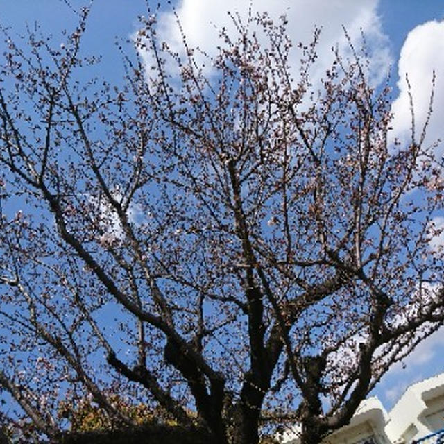 ご近所の桜 / ブログアプリの画像縮小機能で劣化する