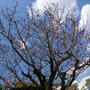 ご近所の桜 / ブログアプリの画像縮小機能で劣化する