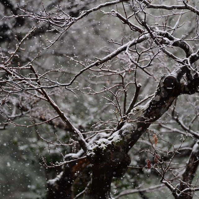 久しぶりに雪が降ったので絞り変えたりシャッタースピード変えたりしました♡