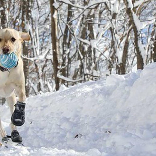 【グッズ】犬靴を語る。　　犬靴の座談会メンバー紹介