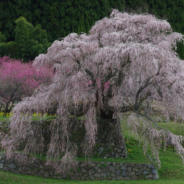 奈良の枝垂桜を訪ねる