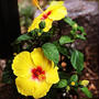 【Instagram】今日は2輪咲いた#ハイビスカス#hibiscus#南国みたいな庭にしたい