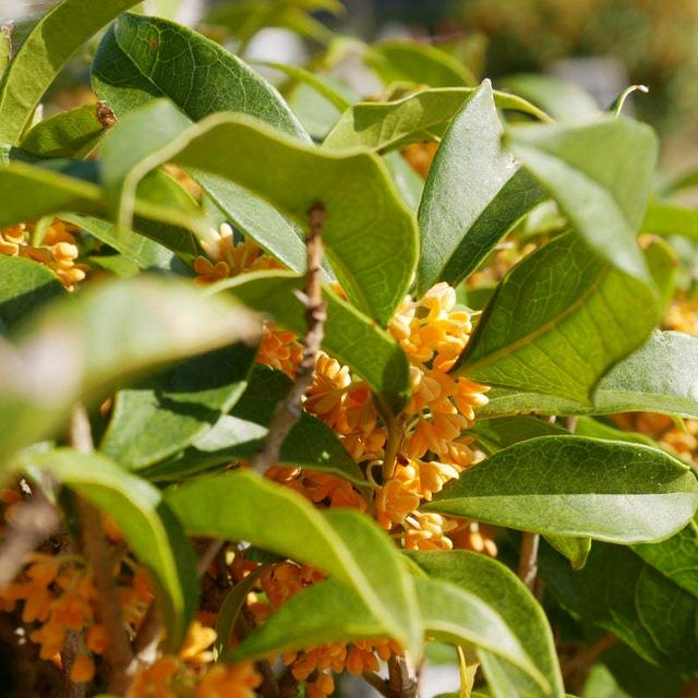 秋の花言葉診断の結果は…