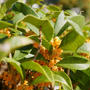 秋の花言葉診断の結果は…