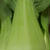 2012.6.16　丹農園泥つき野菜便