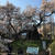 週末は山梨にいます✿桜めぐりと癒しの炭酸泉