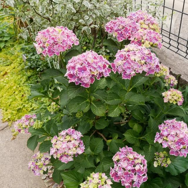 品種不明のあじさいの花2022
