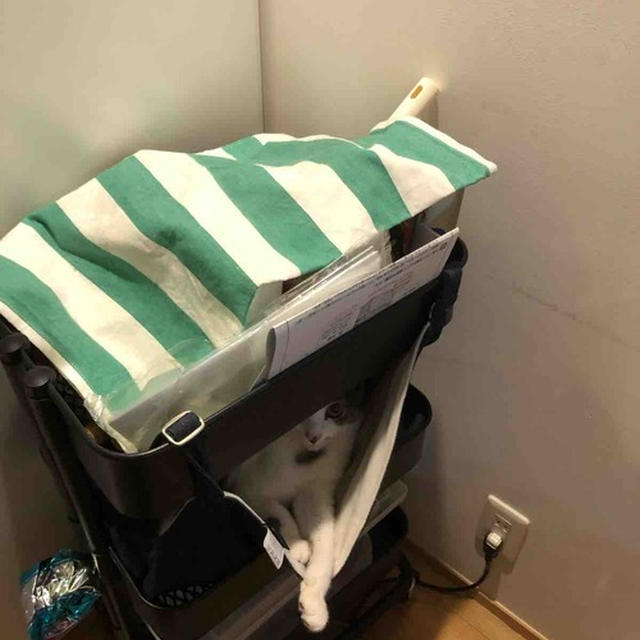 ニャンですか？とでも言いたそうな