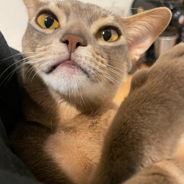 抱っこ坊