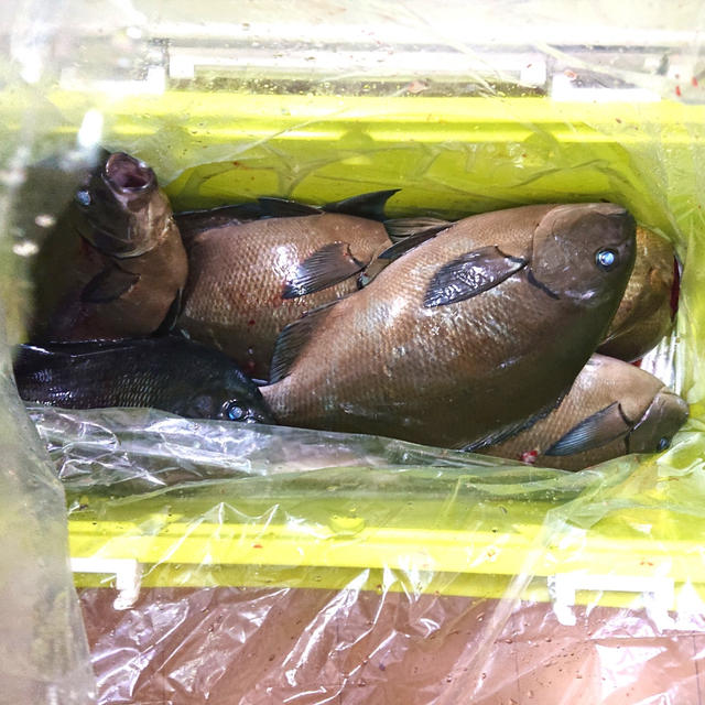 魂をこの世に残した魚釣り人にいただいたいさきとメジナ&パニック発作でた