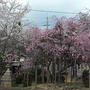 桜・桜・・・
