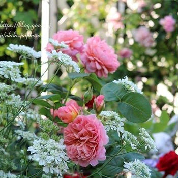 ■小さな庭のバラ風景・こんなに咲いてくれるとは～(*^▽^*)♪