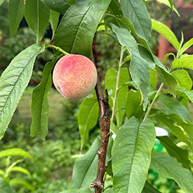 摘果桃のコンポートと初夏の果樹