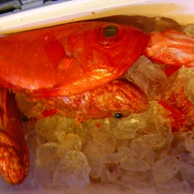 夫の釣果☆