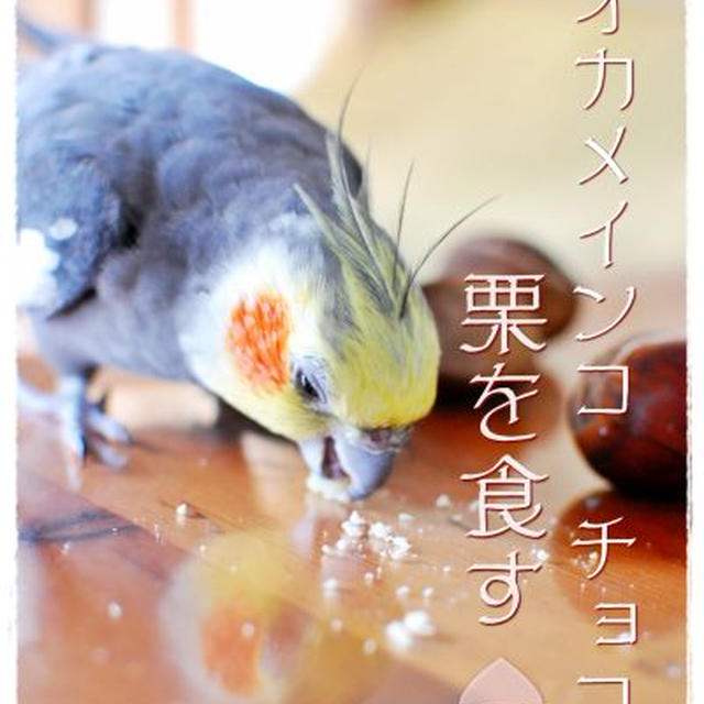栗とチョコ♪
