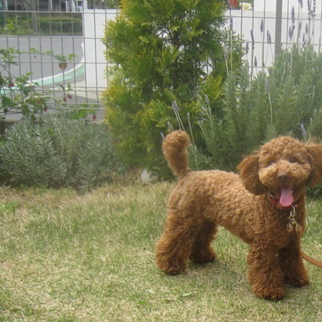 年に一度の狂犬病予防ちっくん