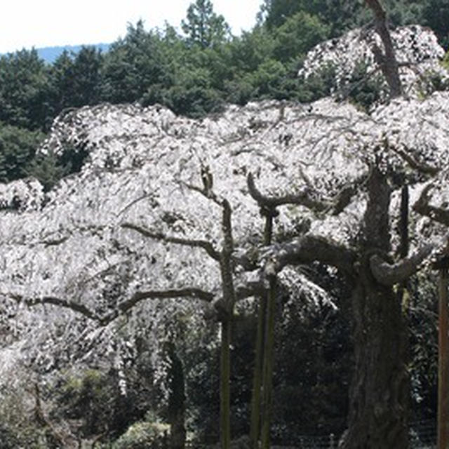 紹太寺の枝垂れ桜 2015