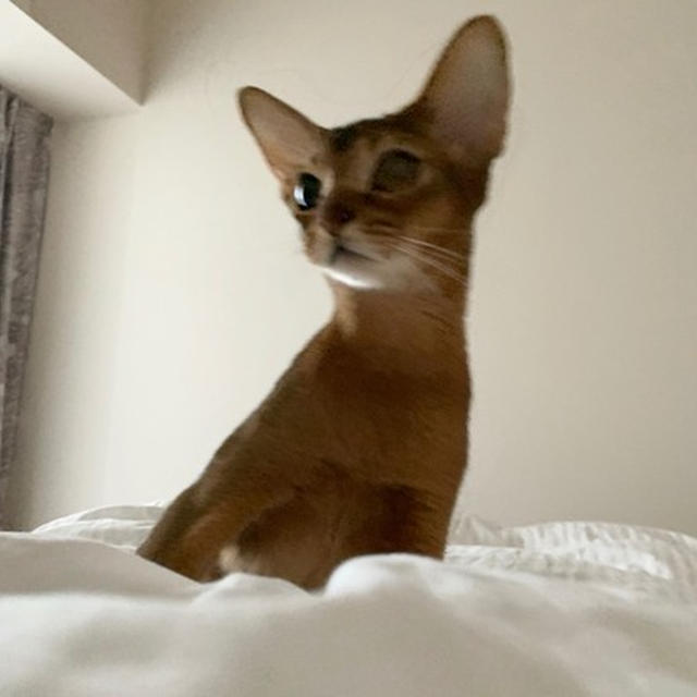 お布団の中も、猫たちがいるから楽しい♪