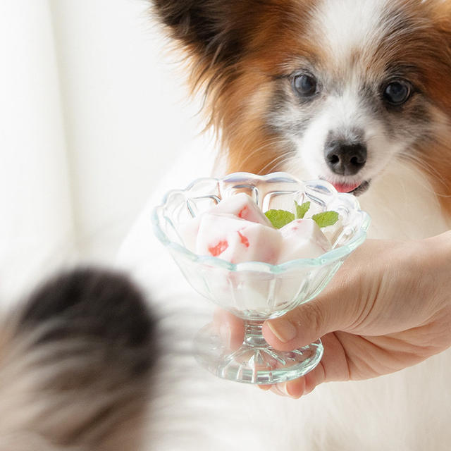 犬おやつレシピ：水分補給にも使えるスイカヨーグルトゼリー掲載中☆