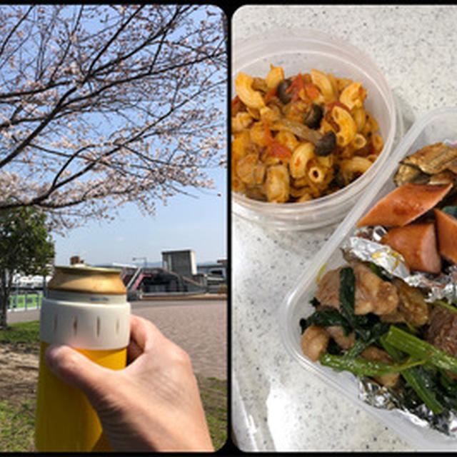 昨日は花見日和でした