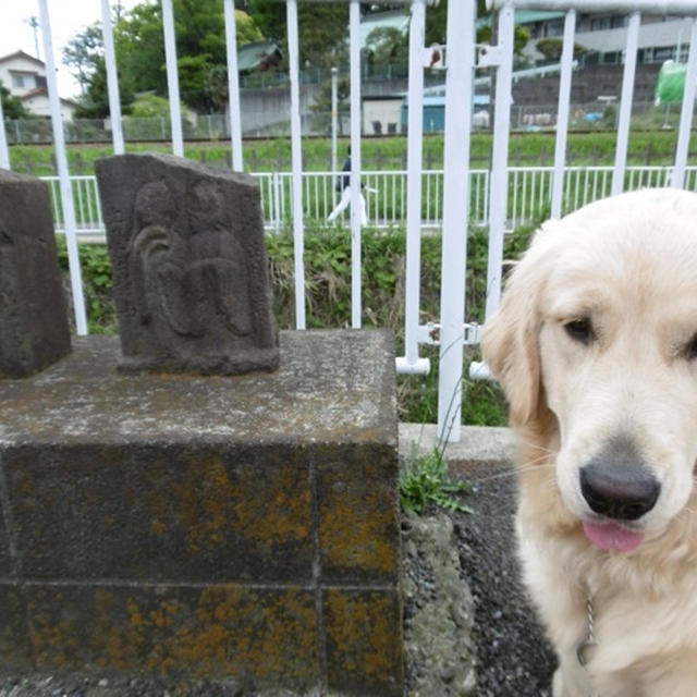 今日は犬の日