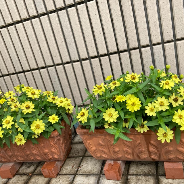 プランター栽培の夏野菜と庭の花
