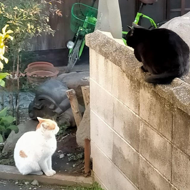 ぬか漬けパワー！