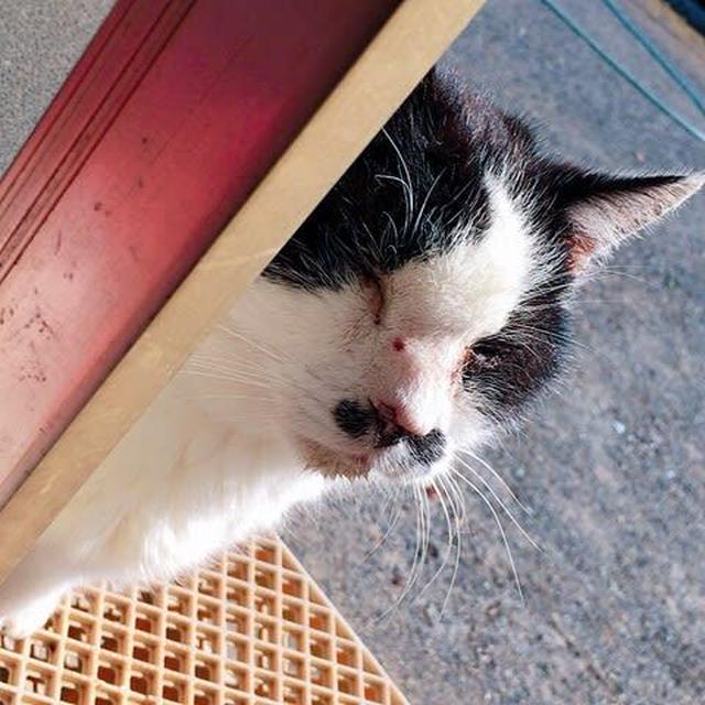 お茶目でバチこいミーさん
