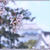 小田原城の春