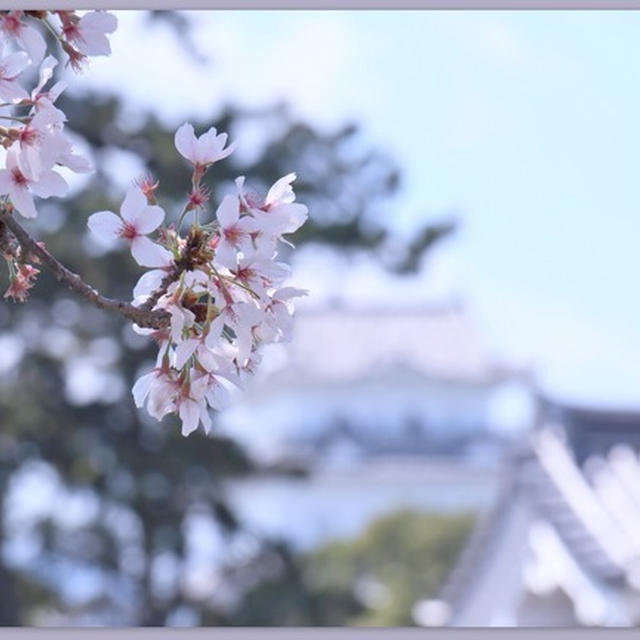 小田原城の春