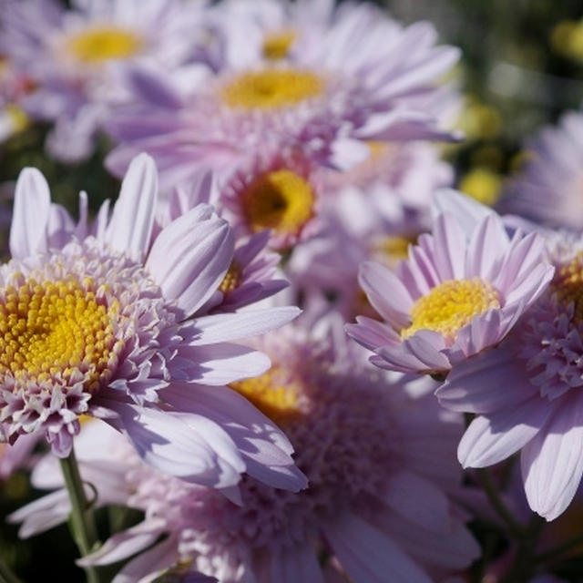 【Myファームの花達】今　豪華絢爛な菊達が満開です。「DigiBook」フルスクリーンでご覧下さい♪