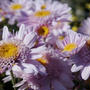 【Myファームの花達】今　豪華絢爛な菊達が満開です。「DigiBook」フルスクリーンでご覧下さい♪