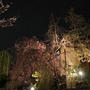 祇園白川の桜
