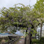 西宇治公園の藤と桜が満開