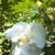 お庭の芙蓉の花