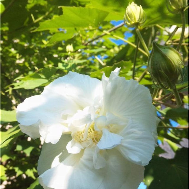 お庭の芙蓉の花