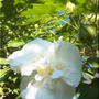 お庭の芙蓉の花