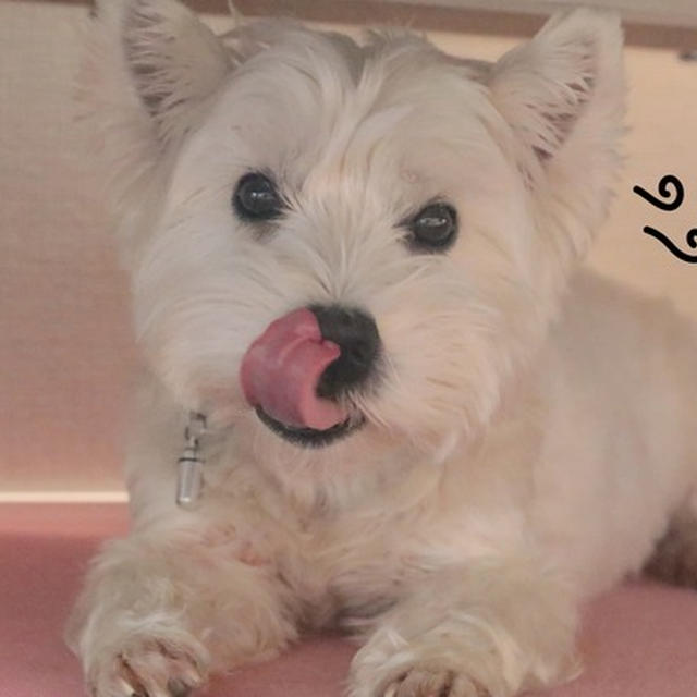 【犬】お風呂のよ・か・ん。