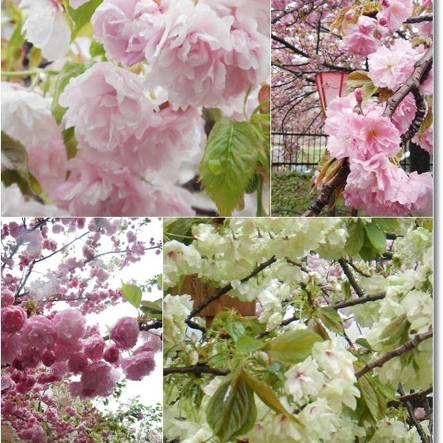 造幣局の雨に濡れた八重桜、醍醐寺の枝垂れ桜＆後楽園