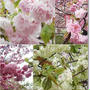 造幣局の雨に濡れた八重桜、醍醐寺の枝垂れ桜＆後楽園