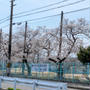 小学校の桜も満開!!