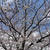 ほんの１週間で桜が見頃に