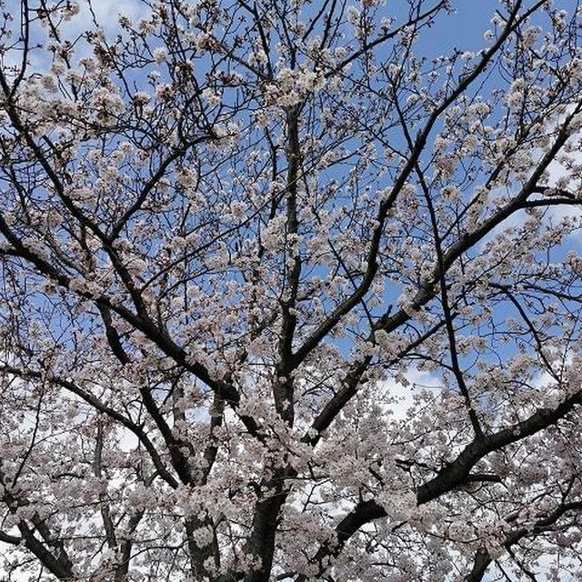 ほんの１週間で桜が見頃に