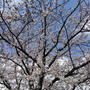 ほんの１週間で桜が見頃に