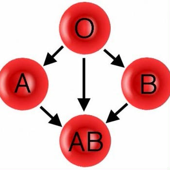 “What’s your blood type?” Ketsueki-gata 血液型