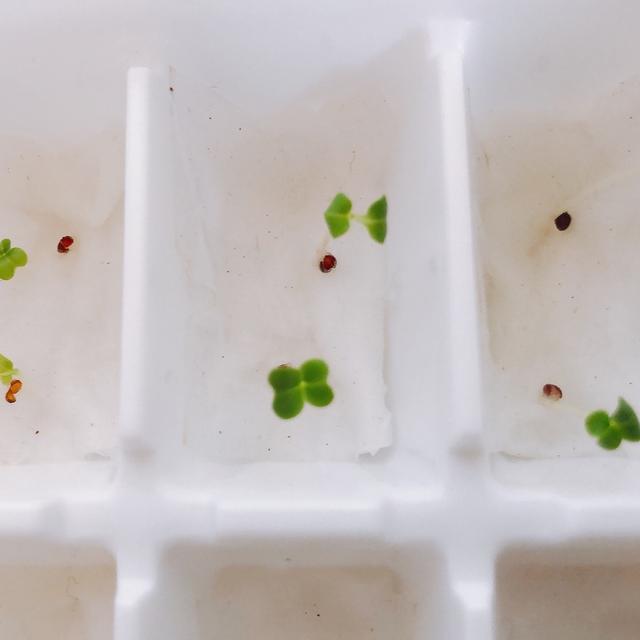 8-2.コットンパフに種まき　その後　フレンチサラダミックス　サラダ水菜